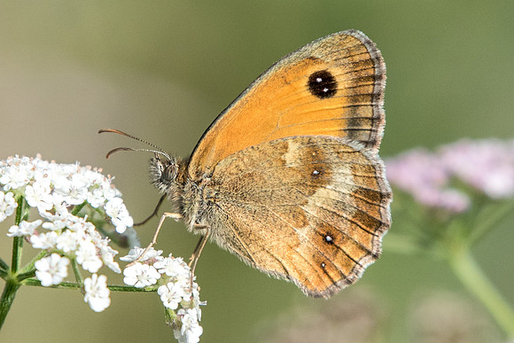 Pyronia tithonus-8859 - Précy - 15/07/18