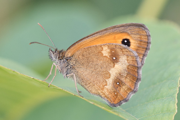 Pyronia tithonus-8198 - Précy - 14/07/17