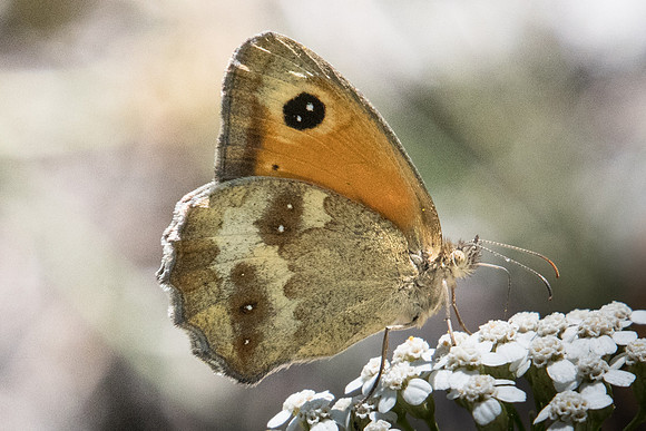 Pyronia tithonus-7253 - Nohedes - 23/07/23