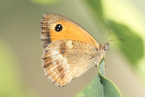 Pyronia tithonus-9118 - Précy - 15/07/17