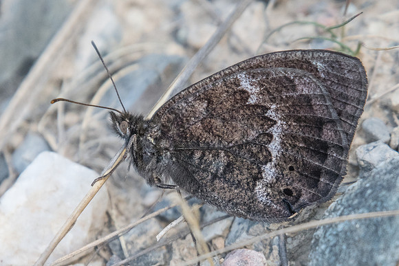 Satyrus actaea ♂ -1065 - Argentière la bessée - 30/06/21