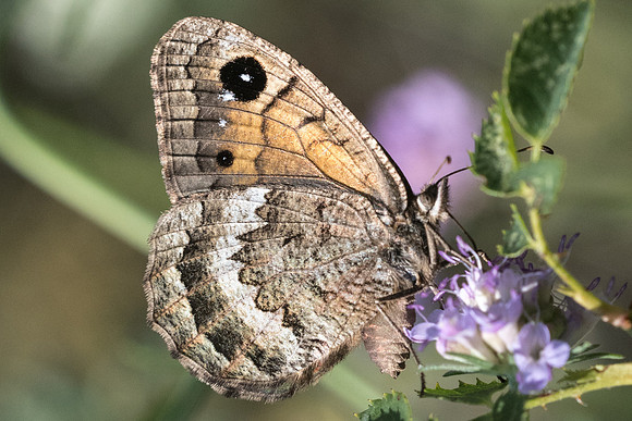 Satyrus actaea ♀-4840 - Argentière la bessée - 20/07/22