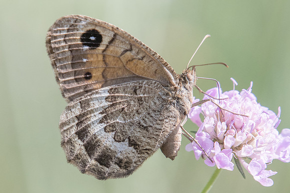 Satyrus actaea ♀-4551 - Argentière la bessée - 20/07/22