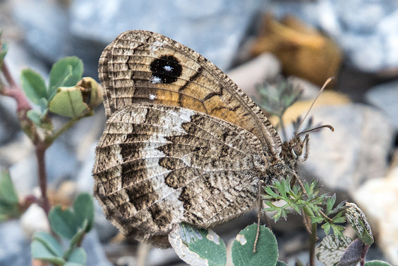 Satyrus actaea-4524 - Argentière la bessée - 20/07/2022