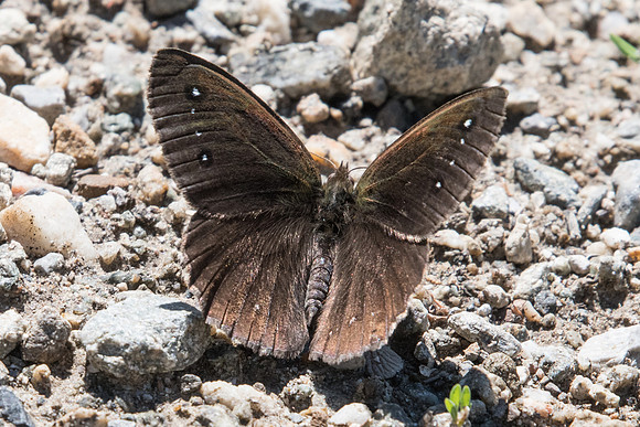 Satyrus ferula ♂-3917 - Argentière la bessée - 2/07/20