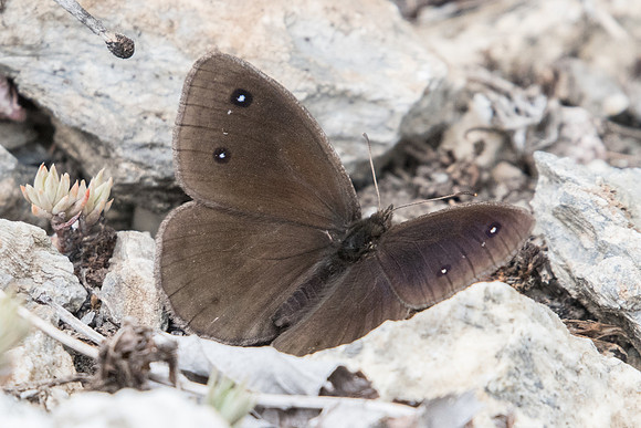 Satyrus ferula ♂- 5038 - Argentière la bessée - 3/07/20