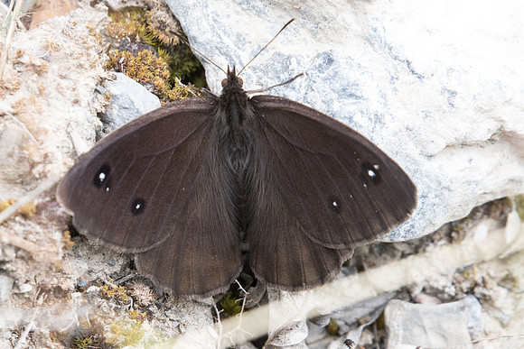 Satyrus ferula ♂-3267 - Argentière la bessée - 4/07/21