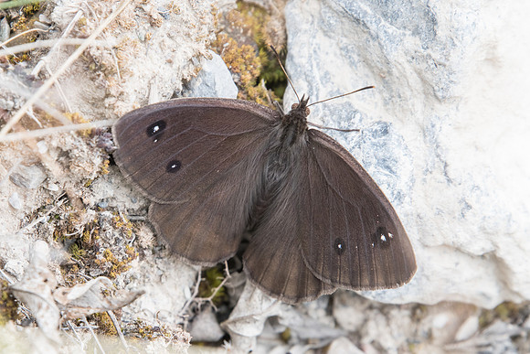 Satyrus ferula ♂-3287 - Argentière la bessée - 4/07/2021