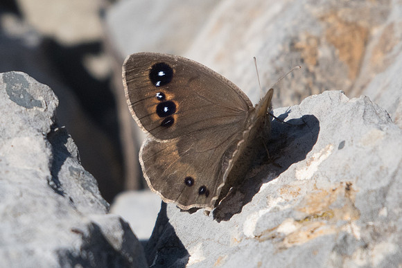 Satyrus ferula ♀-5600 - Cipières 5/07/20