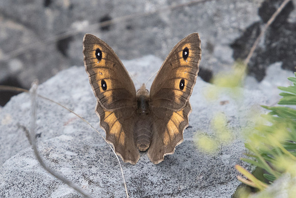 Satyrus ferula ♀-3157 - Argentière la bessée -  1/07/20