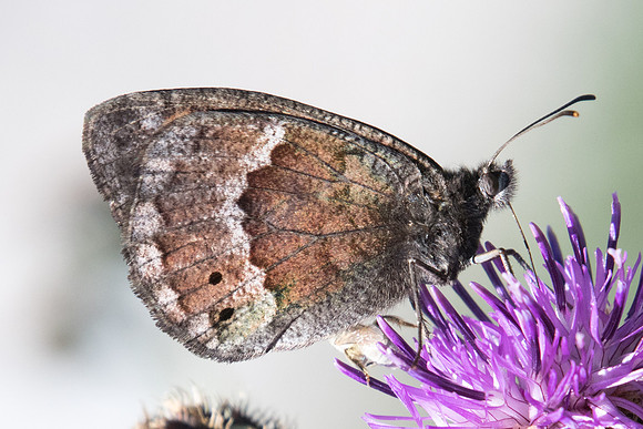 Satyrus ferula ♂-2945 - -Barcelonette - 30/06/20