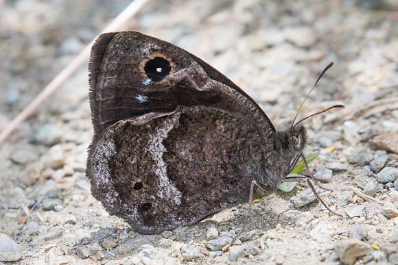 Satyrus ferula-4274 - Llo 18/07/23