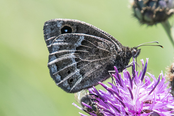 Satyrus ferula ♂-2929  - Barcelonette - 30/06/20