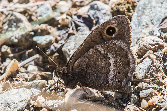Satyrus ferula-3593-2 - Argentière la bessée - 2/07/20