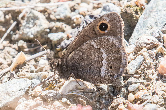 Satyrus ferula-3603-2 - Argentière la bessée - 02/07/20