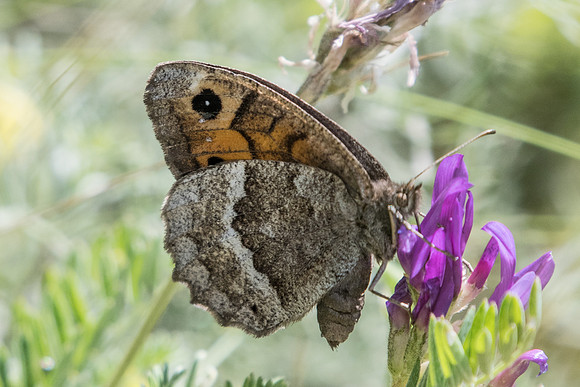 Satyrus ferula-4915 - Argentière la Bessée - 3/07/20