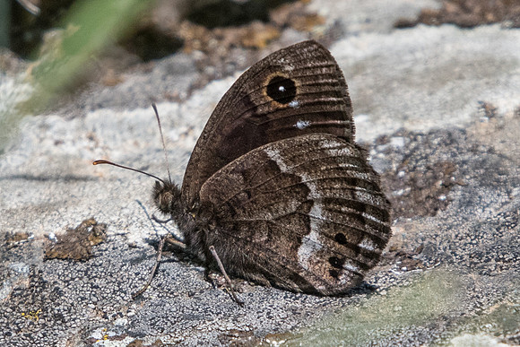 Satyrus ferula ♂-3765 - Argentière la bessée - 2/07/20