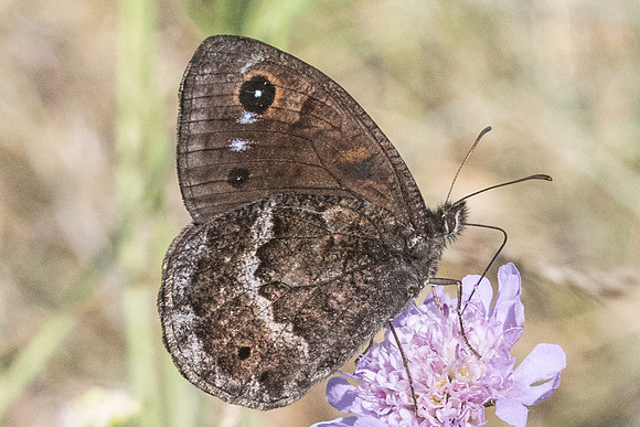 Satyrus ferula - 5824 Llo 20/07/23