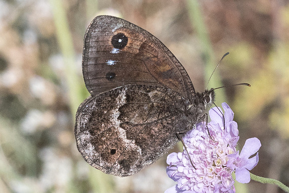 Satyrus ferula - 5831 - Llo 20/07/23