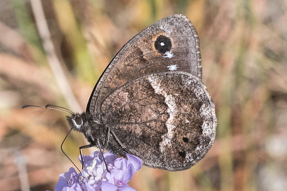 Satyrus ferula - 5834 - Llo 20/07/23