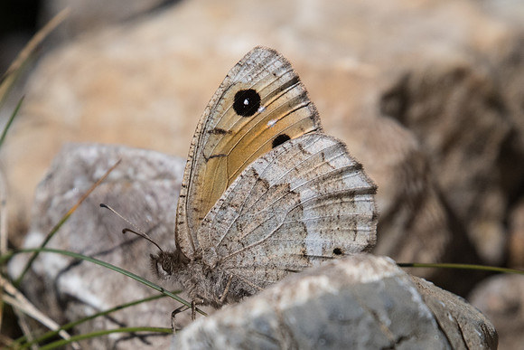 Satyrus ferula ♀-3752 - Argentière la bessée - 2/07/20