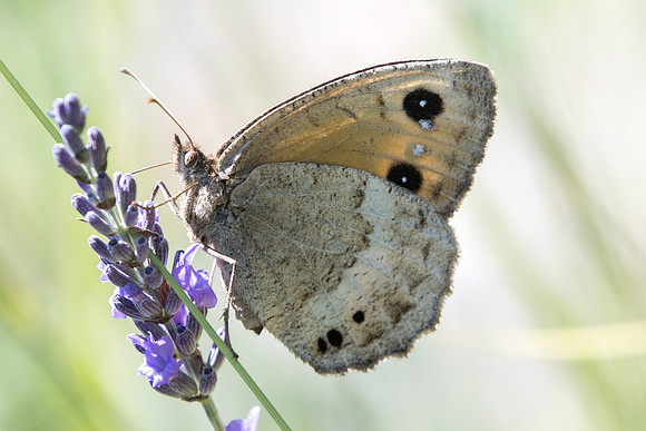 Satyrus ferula ♀-5294 - Digne les bains 4/07/20