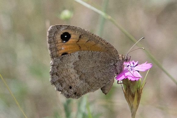 Satyrus ferula ♀-5624 - Err (Puigmal) - 19/07/23