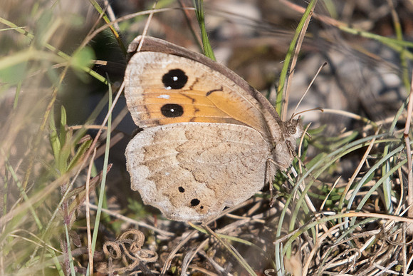 Satyrus ferula ♀-5575 - Cipieres - 05/07/20