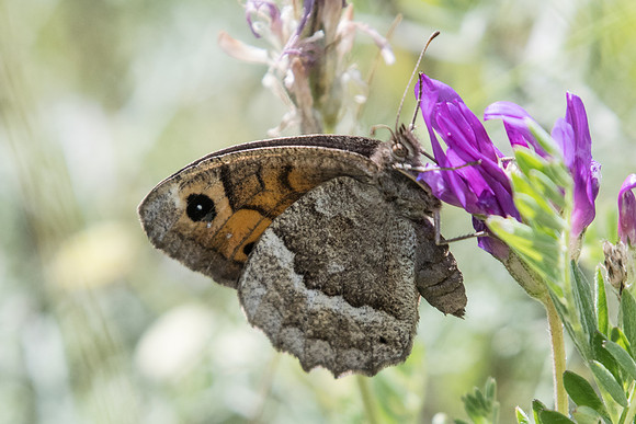 Satyrus ferula-4918 - Argentière la bessée - 3/07/20