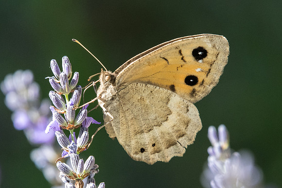 Satyrus ferula ♀-5106 - Digne les bains - 4/07/20