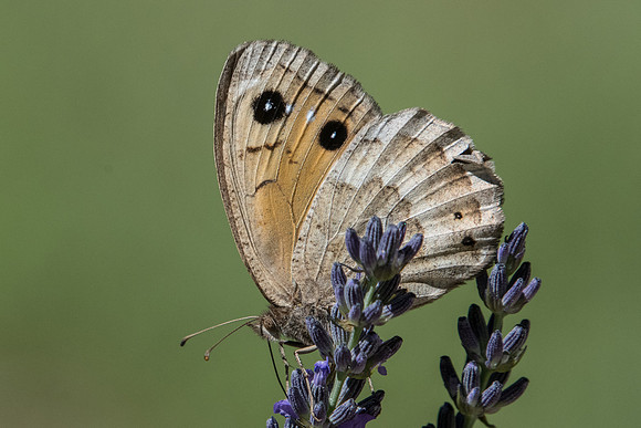 Satyrus ferula ♀-5092 - Digne les bains - 4/07/20