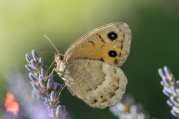 Satyrus ferula ♀-5108 - Digne les bains - 4/07/20