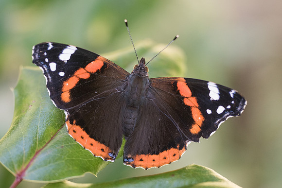Vanessa atalanta-2002 - Précy 14/07/2016