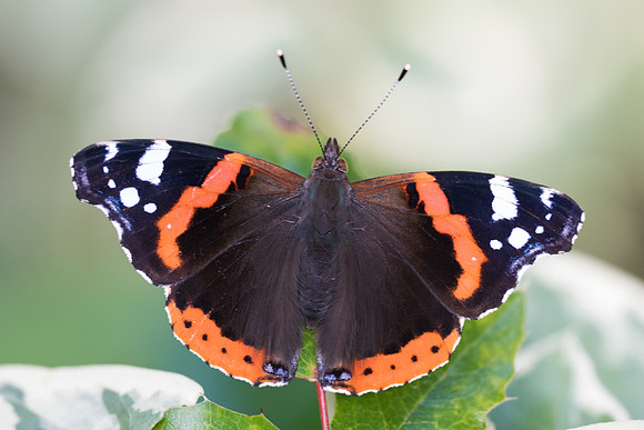 Vanessa atalanta-1955 - Précy 14/07/16