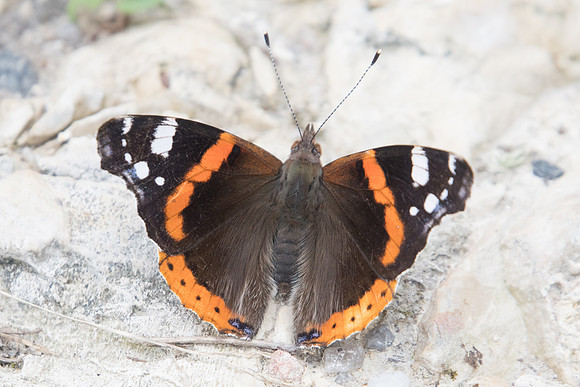 Vanessa atalanta-9978 -  Parc de la brenne - 1/07/23
