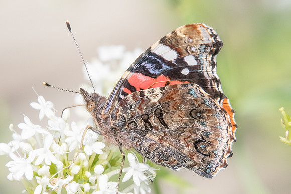 Vanessa atalanta - 9625 - Paris - 15/08/19