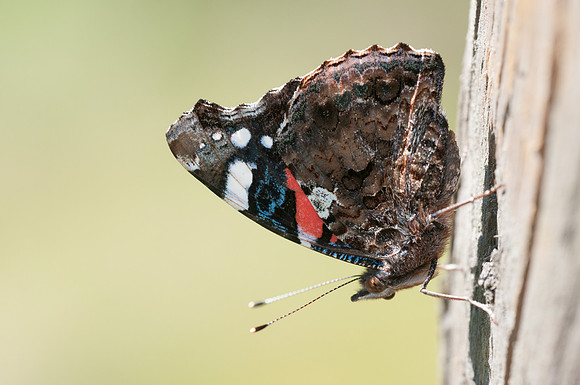 Vanessa atalanta (Vulcain)