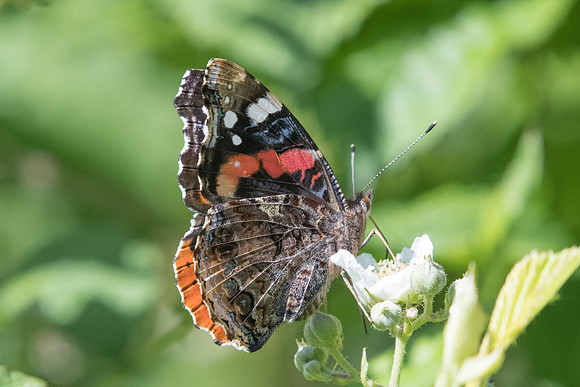 Vanessa atalanta (Vulcain)