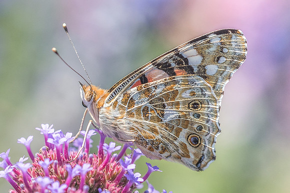 Vanessa cardui-9947 - Vaux le vicomte - 12/08/18