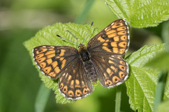 Hamearis lucina-8308 - Châtillon sur seine - 28/05/22
