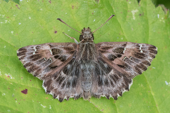 Carcharodus alceae - 8558 - Orly sur Morin - 21/07/19
