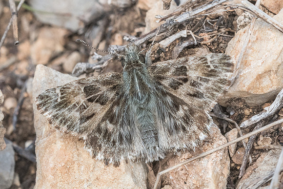 Carcharodus alceae-8096 - Cipières - 17/05/21