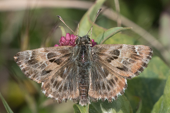 Carcharodus alceae-2148 - Aix en provence - 19/04/21