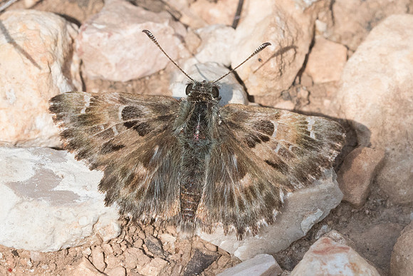 Carcharodus alceae-2143 - Aix en Provence -  19/04/21