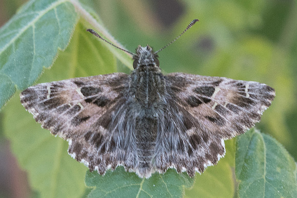 Carcharodus alceae - 0775 - Signes - 21/05/21