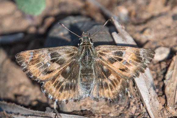Carcharodus alceae-8820 - Castelnau de Guers - 2/10/22