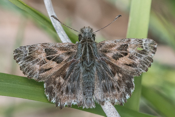 Carcharodus alceae - 8108 - Cipières - 17/05/21