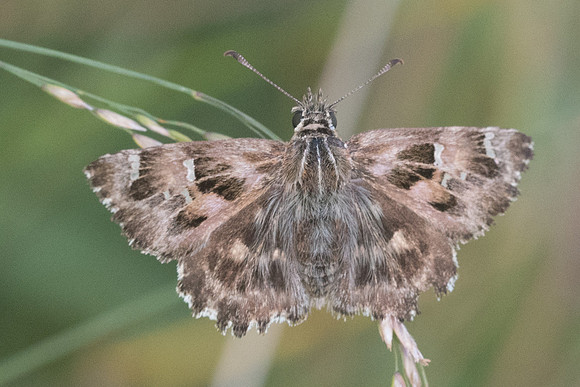 Carcharodus alceae - 5744 - Llo - 20/07/23