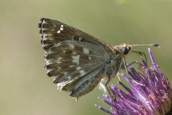 Carcharodus alceae 7583 - Précy - 6/07/19