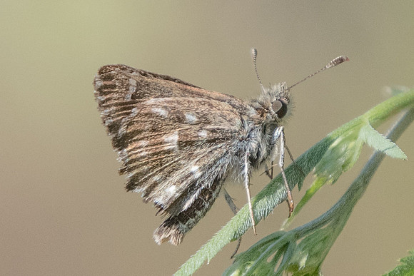 Carcharodus alceae -Précy - 6/07/19